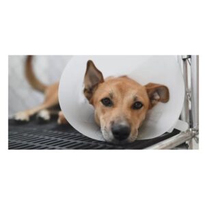 E-Coller For Cats&Dogs