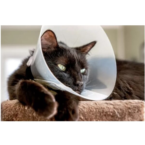 E-Coller For Cats&Dogs - Image 2