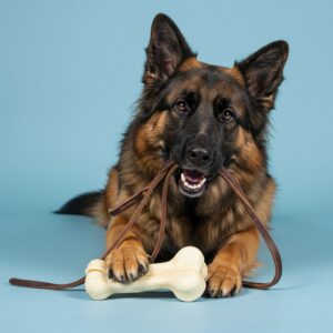 Dog Toys & Accessories